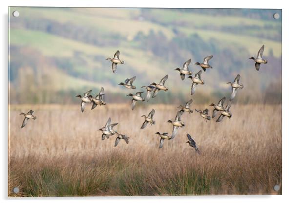 Teal flock coming in to land on a marsh in Scotland Acrylic by Keith Ringland