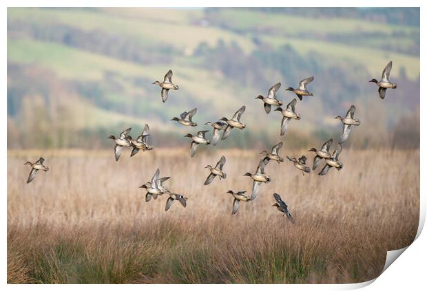 Teal flock coming in to land on a marsh in Scotland Print by Keith Ringland