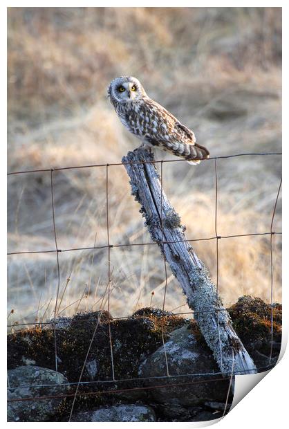 Short eared owl Print by Keith Ringland