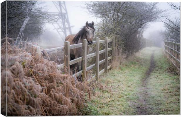 Winters Morning  Canvas Print by Dave Harbon