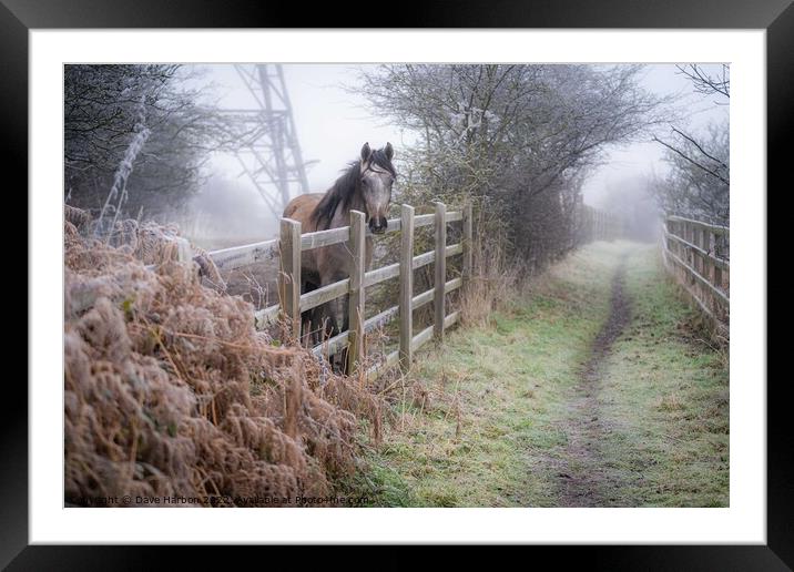Winters Morning  Framed Mounted Print by Dave Harbon