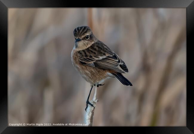Female Stonechat  Framed Print by Martin Pople