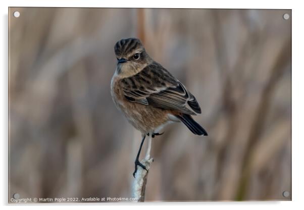 Female Stonechat  Acrylic by Martin Pople