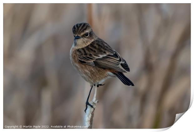 Female Stonechat  Print by Martin Pople