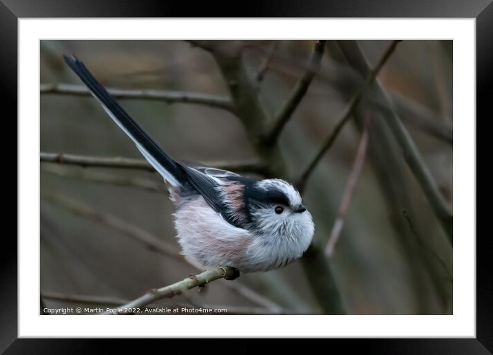 Long tailed tit Framed Mounted Print by Martin Pople