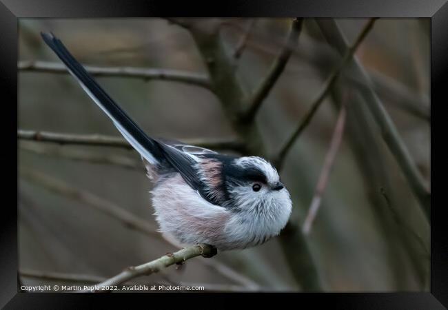Long tailed tit Framed Print by Martin Pople