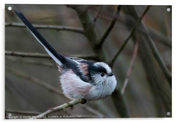 Long tailed tit Acrylic by Martin Pople