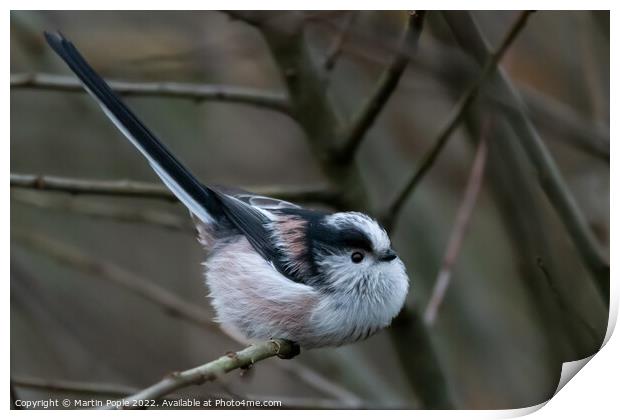 Long tailed tit Print by Martin Pople