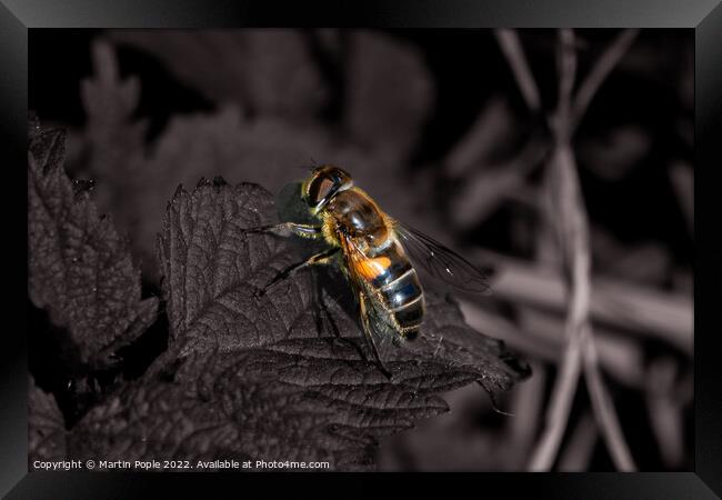 Honey bee on leaf Framed Print by Martin Pople