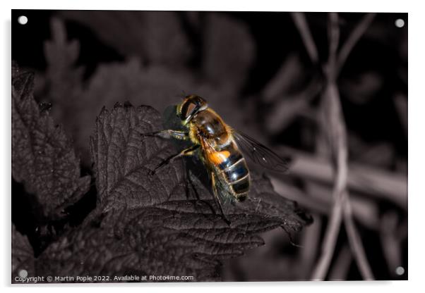 Honey bee on leaf Acrylic by Martin Pople