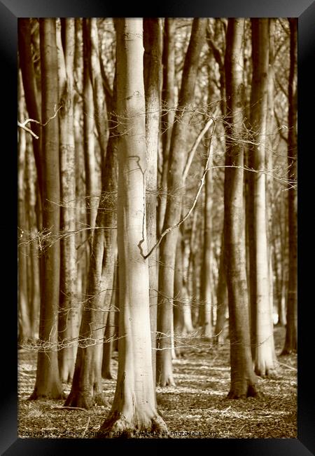Beech Woodland Framed Print by Simon Johnson