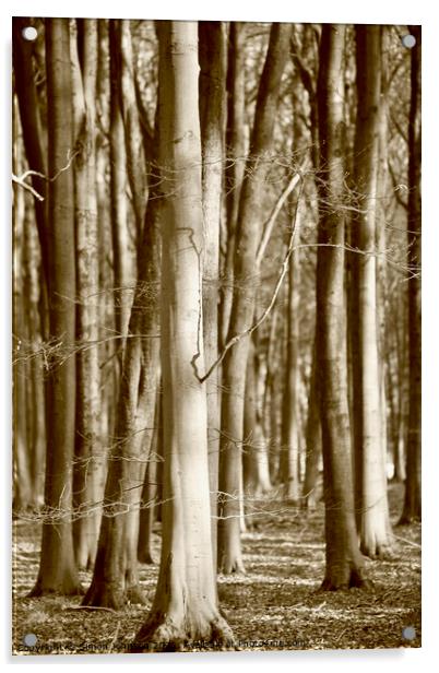 Beech Woodland Acrylic by Simon Johnson