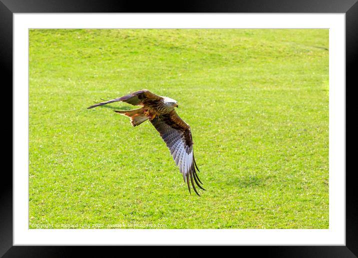 Red Kite Framed Mounted Print by Richard Long