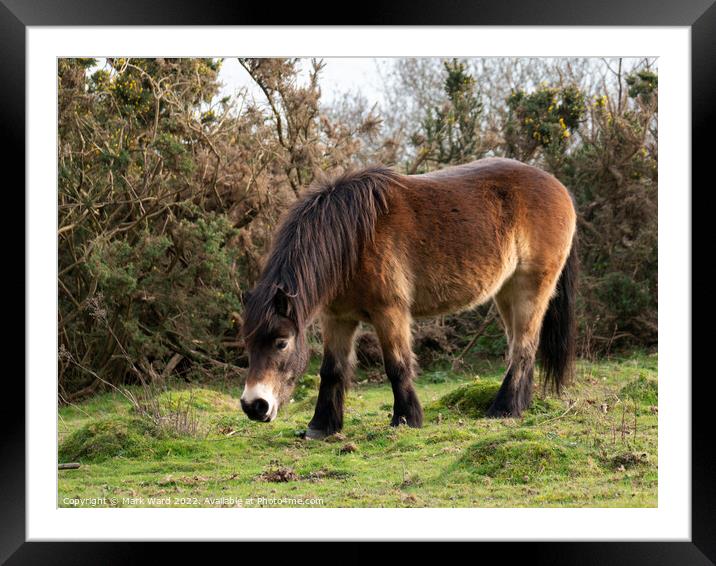 Wild Exmoor Pony Grazing. Framed Mounted Print by Mark Ward