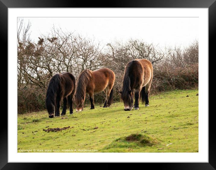 Wild Exmoor Ponies Grazing. Framed Mounted Print by Mark Ward