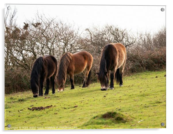Wild Exmoor Ponies Grazing. Acrylic by Mark Ward