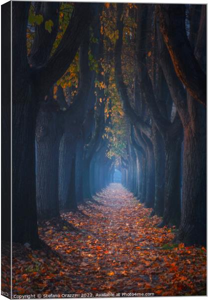 Autumn foliage in tree-lined walkway. Lucca, Tuscany, Italy. Canvas Print by Stefano Orazzini