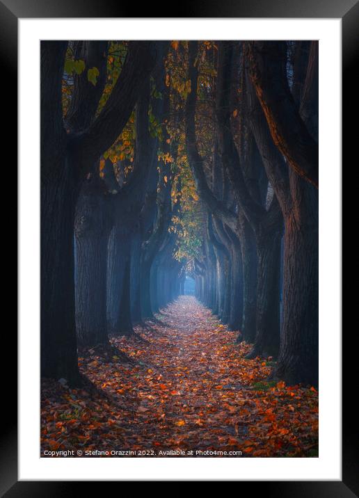 Autumn foliage in tree-lined walkway. Lucca, Tuscany, Italy. Framed Mounted Print by Stefano Orazzini