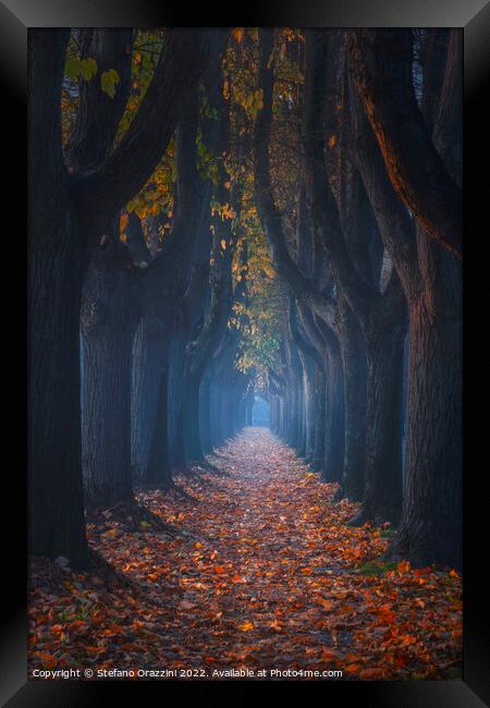 Autumn foliage in tree-lined walkway. Lucca, Tuscany, Italy. Framed Print by Stefano Orazzini