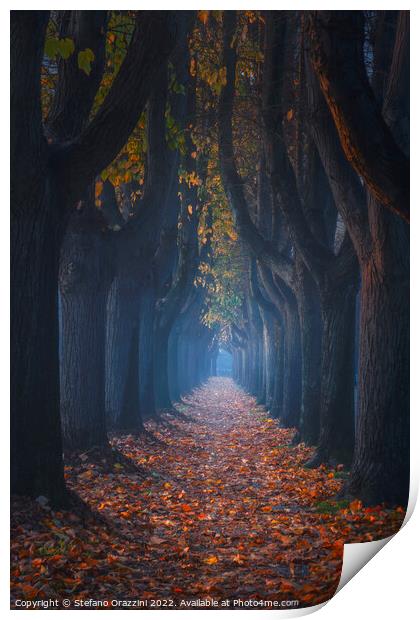 Autumn foliage in tree-lined walkway. Lucca, Tuscany, Italy. Print by Stefano Orazzini