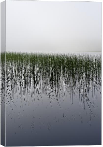 Reeds in the mist, Loch Awe Canvas Print by Gary Eason