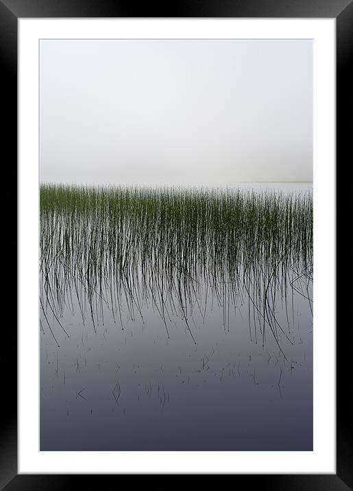 Reeds in the mist, Loch Awe Framed Mounted Print by Gary Eason