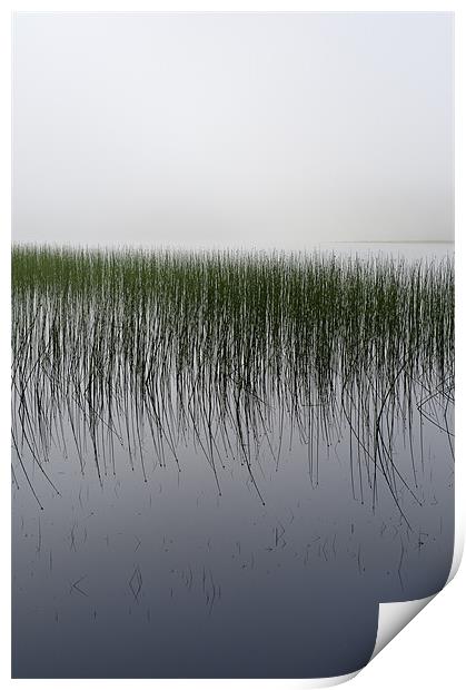 Reeds in the mist, Loch Awe Print by Gary Eason