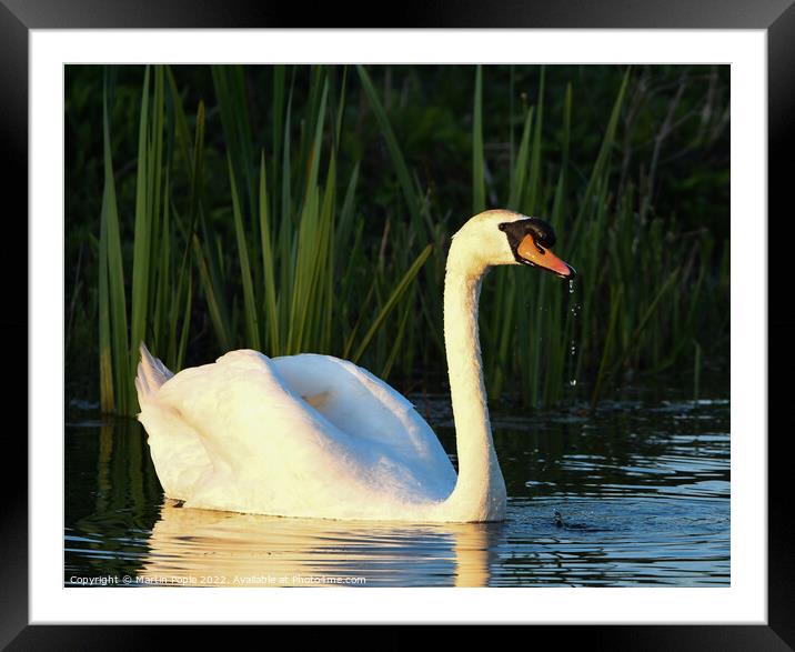 Swan in low light Framed Mounted Print by Martin Pople
