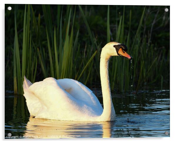 Swan in low light Acrylic by Martin Pople