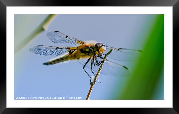 Dragonfly  Framed Mounted Print by Martin Pople