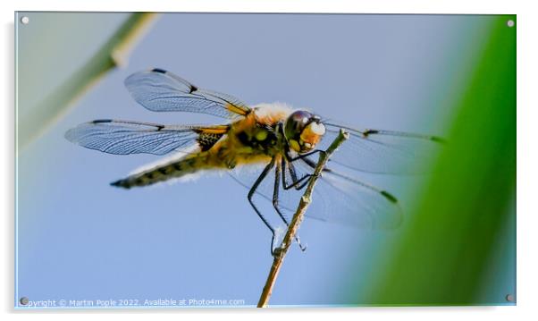 Dragonfly  Acrylic by Martin Pople