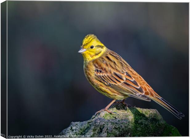 Yellowhammer perched on a rock Canvas Print by Vicky Outen