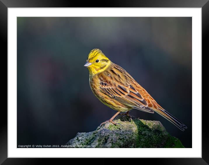 Yellowhammer perched on a rock Framed Mounted Print by Vicky Outen