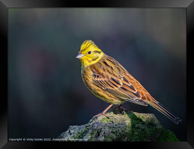 Yellowhammer perched on a rock Framed Print by Vicky Outen