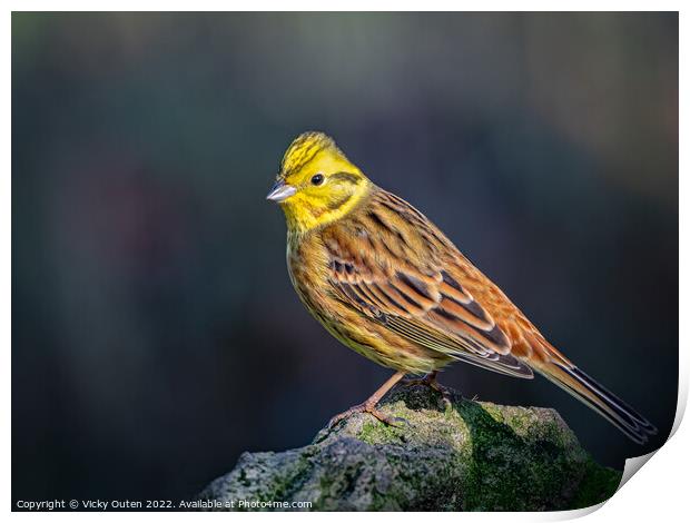 Yellowhammer perched on a rock Print by Vicky Outen