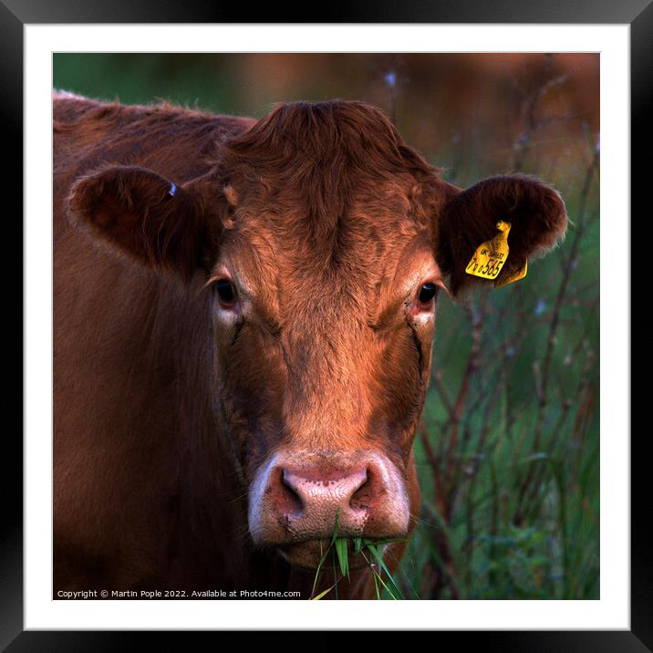 Cow chewing the cud Framed Mounted Print by Martin Pople