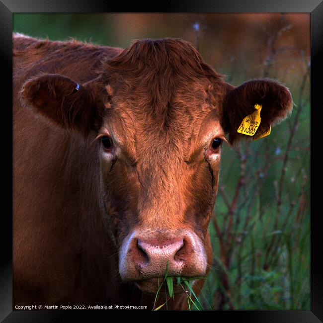Cow chewing the cud Framed Print by Martin Pople