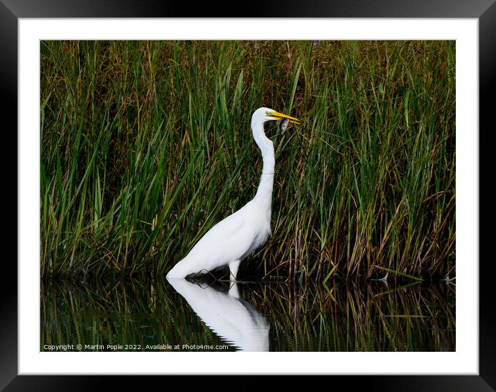 Great white Egret eating a fish Framed Mounted Print by Martin Pople