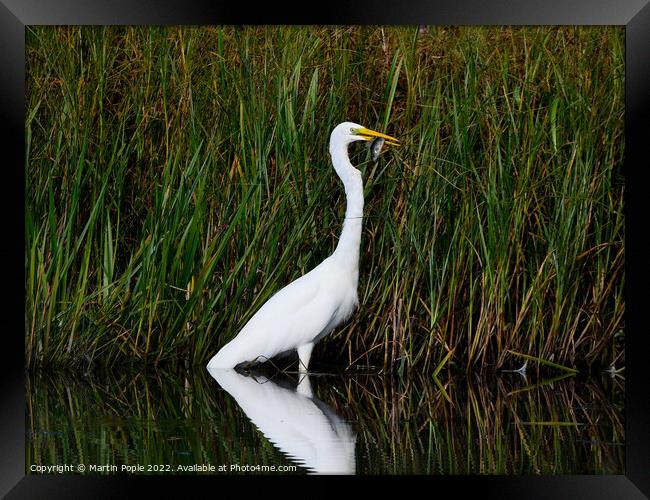 Great white Egret eating a fish Framed Print by Martin Pople