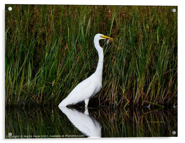 Great white Egret eating a fish Acrylic by Martin Pople