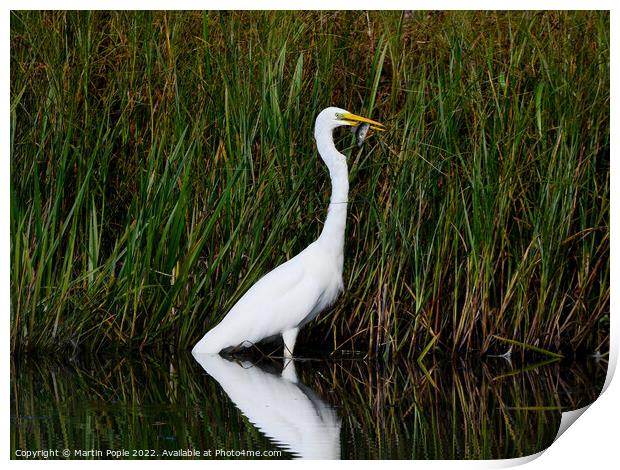 Great white Egret eating a fish Print by Martin Pople