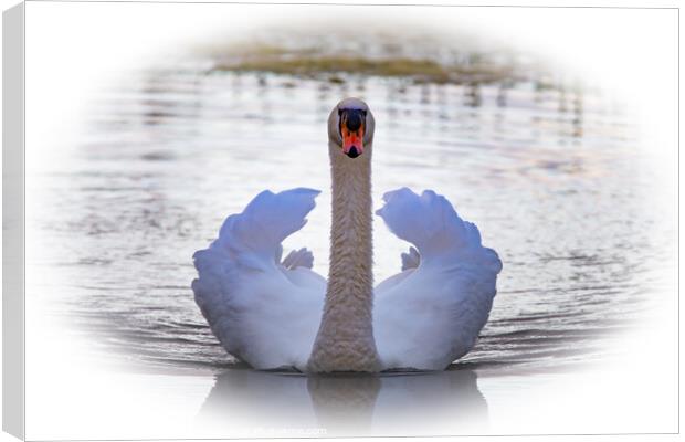 Swan showing its plumage  Canvas Print by Martin Pople
