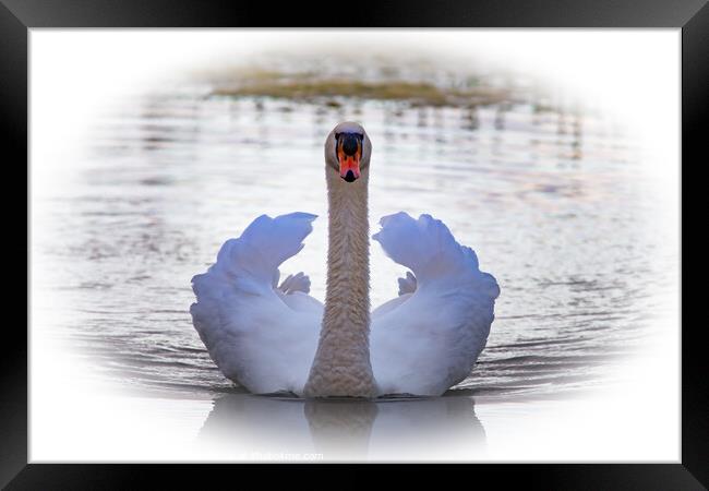 Swan showing its plumage  Framed Print by Martin Pople