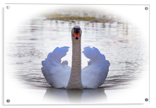 Swan showing its plumage  Acrylic by Martin Pople