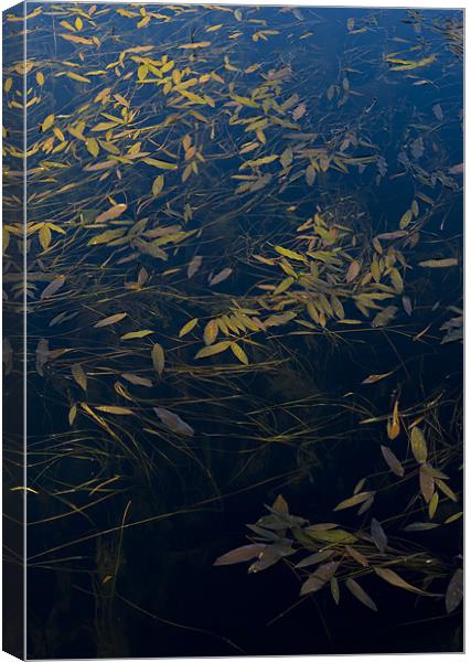 Water leaves Canvas Print by Gary Eason