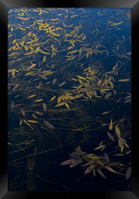 Water leaves Framed Print by Gary Eason