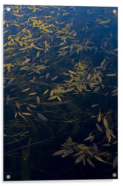 Water leaves Acrylic by Gary Eason