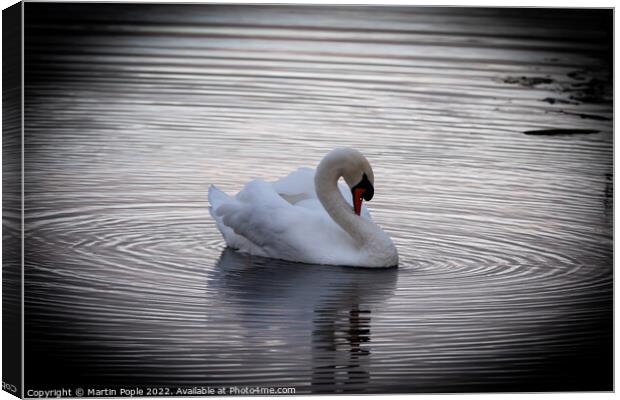 Swan with ripples around  Canvas Print by Martin Pople