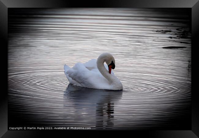 Swan with ripples around  Framed Print by Martin Pople