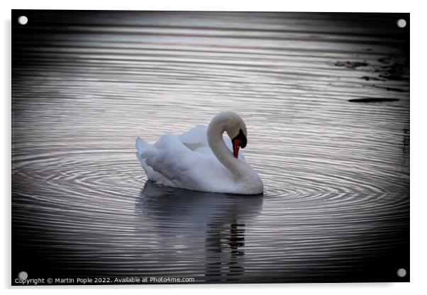 Swan with ripples around  Acrylic by Martin Pople